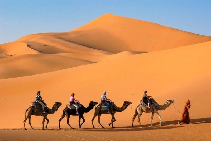 Camel caravan crossing desert dunes at sunset.